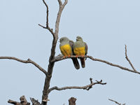 Een paartje Bruce's green pigeons rust uit op een kale tak. © Danny Roobaert