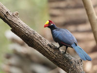 Violet turacu's zijn echte Sahelsoorten dus je komt ze snel tegen in Gambia. © Danny Roobaert