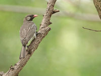 Greater honeyguide, een soort die je eerder hoort dan dat je ze ziet. © Danny Roobaert