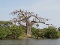 Een oude baobab op de oever van de rivier. © Danny Roobaert