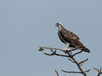 Visarenden zijn vaste overwinteraars in Gambia. © Danny Roobaert