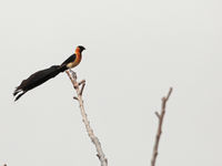 Sahel paradise-whydah toont z'n prachtige staart. © Danny Roobaert