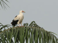 Palmgieren behoren tot de aantrekkelijkste roofvogels van het land. © Danny Roobaert