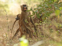 Guinea baboon zijn erg schuw in Gambia! © Danny Roobaert