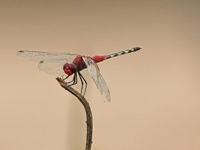 Wie van libellen houdt, komt tijdens deze reis zeker aan z'n trekken. Barbet percher. © Danny Roobaert