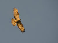 De regio telt bijzonder veel wespendieven, een van onze meest interessante roofvogels. © Billy Herman