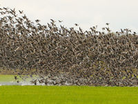 Een grote groep ganzen stijgt op in de Nemunas delta. © STARLING reizen