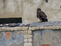 Een juveniele schreeuwarend pauzeert even om vervolgens de tocht naar het zuiden te hervatten. © Billy Herman