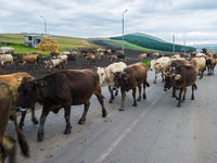 Een kudde koeien steekt de weg over. © Billy Herman