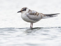 Een juveniele witwangstern in de Chorokhi delta. © Billy Herman