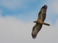 Een juveniele wespendief, te herkennen aan, onder andere, de gele washuid. © Billy Herman