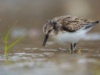 Een ietwat potsierlijke kleine strandloper pikt naar ongewervelden. © Billy Herman