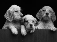 Lokale hondjes. © Billy Herman
