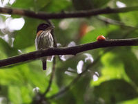 Rufous-sided broadbill is een erg fraaie soort met bijzonder baltsgedrag. © Joachim Bertrands