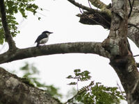 Een mannetje African shrike-flycatcher loert rond op zoek naar een prooi. © Joachim Bertrands