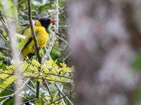 De black-winged oriole, een nauwe verwant van onze wielewaal. © Joachim Bertrands