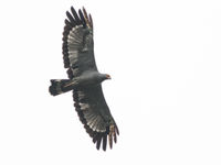 African harrier-hawks zijn impressionante roofvogels en hier frequente verschijningen. © Joachim Bertrands