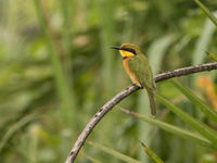 Little bee-eater nabij Brenu Lagoon. © Joachim Bertrands