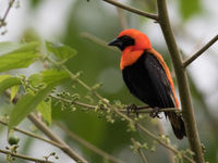 Black-winged bishop vervangt de northern red bishop in de vochtige stukken. © Joachim Bertrands