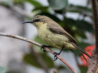 Vrouwtjes sunbirds, zoals deze olive-bellied, zijn meestal minder aantrekkelijk gekleurd. © Joachim Bertrands