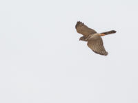 Een shikra scheert langs de gebouwen in de hoofdstad. © Joachim Bertrands