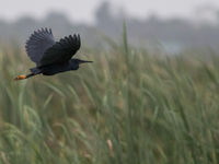 Zwarte reigers zie je regelmatig hun paraplugedrag vertonen, waarbij ze met hun vleugels een schaduw over het water maken om visjes te vangen. © Joachim Bertrands