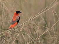 Een northern red bishop is een van de mooiste wevers die je kan zien in het land. © Joachim Bertrands