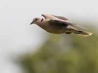 Het land kent een grote diversiteit aan duiven zoals deze vinaceous dove. © Joachim Bertrands