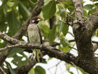 Een greater honeyguide laat zijn kenmerkende roep horen tijdens een wandeling door de savanne. © Joachim Bertrands