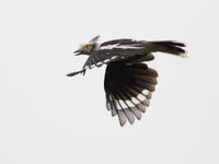 White-crested helmetshrike, een specialiteit van de drogere savanne en bijna gegarandeerd in Shai Hills. © Joachim Bertrands