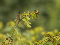 Reichenbach's sunbird is ook een van die zeldzame sunbirds die je vooral aan de kust ziet. © Joachim Bertrands