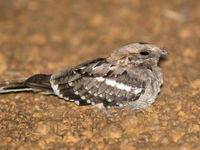 Black-shouldered nightjar is eveneens een soort van de droge savanne. © Joachim Bertrands