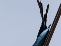 Een long-tailed glossy starling in het centrum van Accra is een mooie aanvulling voor de lijst. © Joachim Bertrands