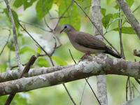 Een blue-spotted wood dove in Ankasa. © Joachim Bertrands