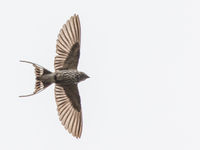 Een lesser striped swallow toont z'n gemarkeerde onderzijde aan Brenu Lagoon. © Joachim Bertrands