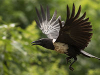 Pied crows vervangen onze kraaien in het land. © Joachim Bertrands