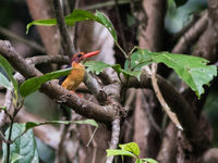 African pygmy kingfisher langs het pad in Ankasa. © Joachim Bertrands