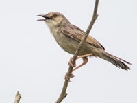 Red-winged prinia in Brenu Lagoon. © Joachim Bertrands