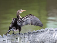 Een jonge long-tailed cormorant gebruikt een beeld van een nijlkrokodil als zitplaats. © Joachim Bertrands