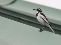 Een African pied wagtail in Winneba. © Joachim Bertrands