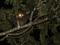 's Nachts maken we kans op tal van zoogdieren, zoals deze West-Afrikaanse potto. © Joachim Bertrands