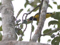 Een western black-headed oriole kruipt door de kruinen. © Joachim Bertrands