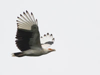 Een palm-nut vulture in volle vlucht. © Joachim Bertrands