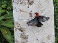 Een red-headed malimbe probeert schors los te peuteren. © Joachim Bertrands