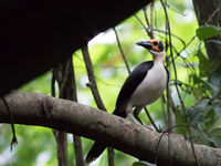 De ster van de reis is deze yellow-headed picathartes, een van de meest zeldzame soorten van West-Afrika. © Joachim Bertrands