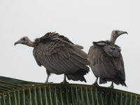 Hooded vultures gaan helaas snel achteruit en staan als 'ernstig bedreigd' op de rode lijst van de IUCN. © Joachim Bertrands