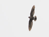 Een mottled spinetail, de algemene soort van het gebied. © Joachim Bertrands