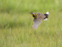 Yellow-throated longclaw is een typische verschijning van open habitats en nauw verwant aan de piepers. © Joachim Bertrands