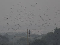 Het uitzwermen van de straw-colored fruit bats in Accra. © Joachim Bertrands