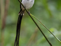 Pin-tailed whydahs zijn prachtige verschijningen, al vinden de lokale vogels dat wellicht niet, want het zijn broedparasieten. © Joachim Bertrands